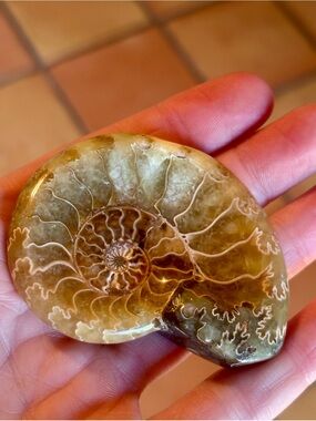 🐚 Polished Ammonite Fossil Trinket Dish 🐚